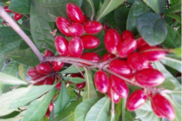 Miracle Fruit