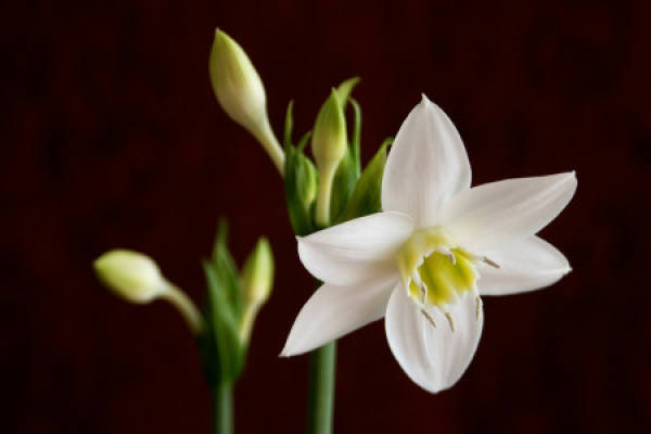 South American Narcissus