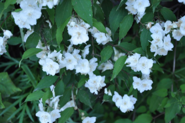Pacific flower
