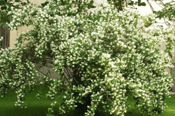 Taiping Flower