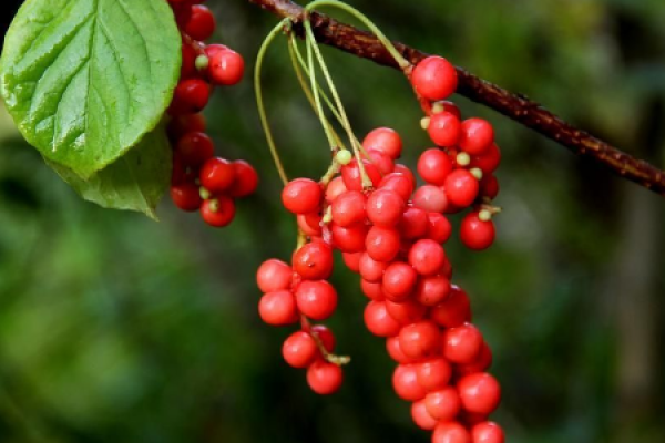 Schisandra