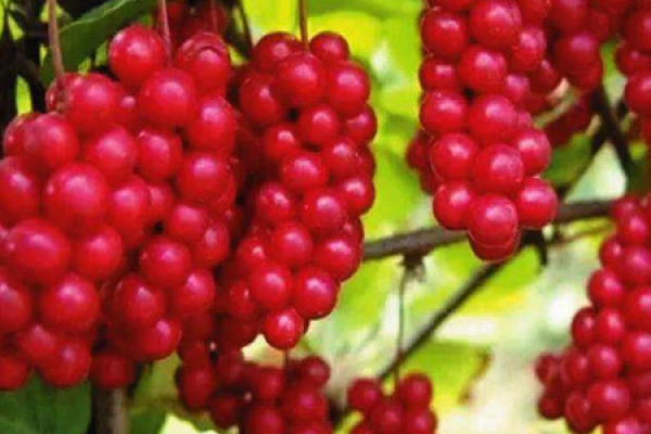 Schisandra
