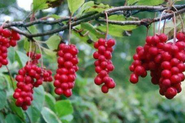 Schisandra chinensis