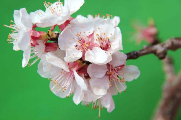 Apricot flower