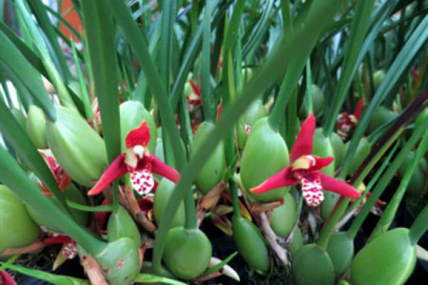 armpit orchid