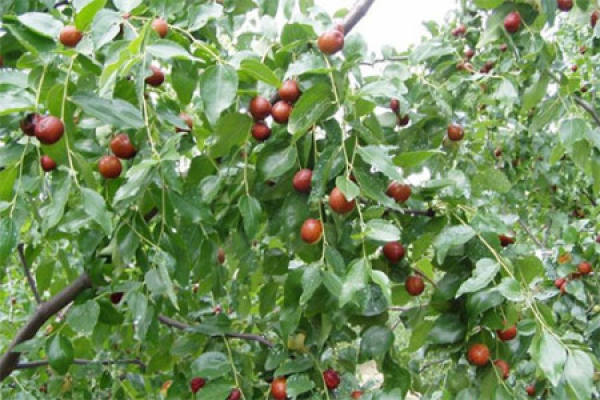 Jujube