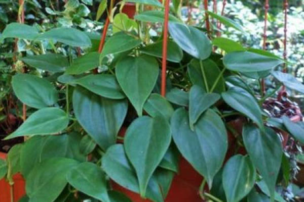 Cissus glabra