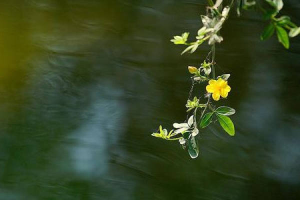 Jasmine