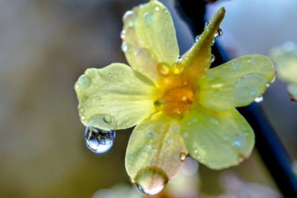 Winter jasmine