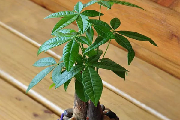 fortune tree