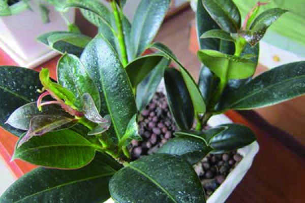 Rubber Tree
