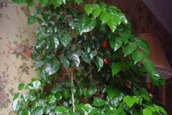 emerald tree