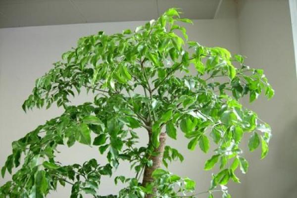 emerald tree