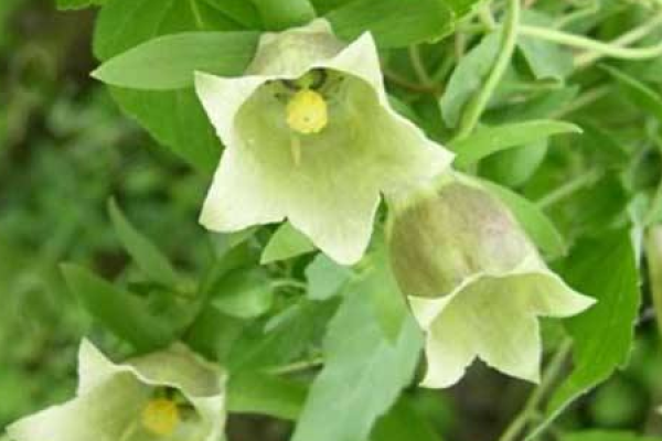 Radix Codonopsis