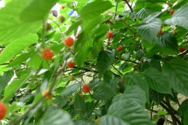 Raspberry
