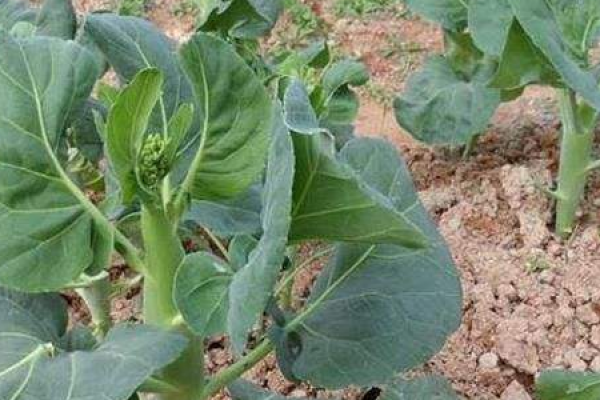 Gai Lan