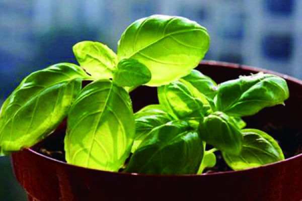 Basil seed Basil seed