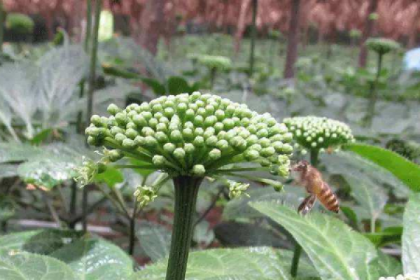 Notoginseng flower
