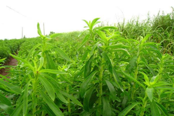 Stevia rebaudiana