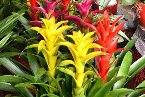 Multicolored Red Star