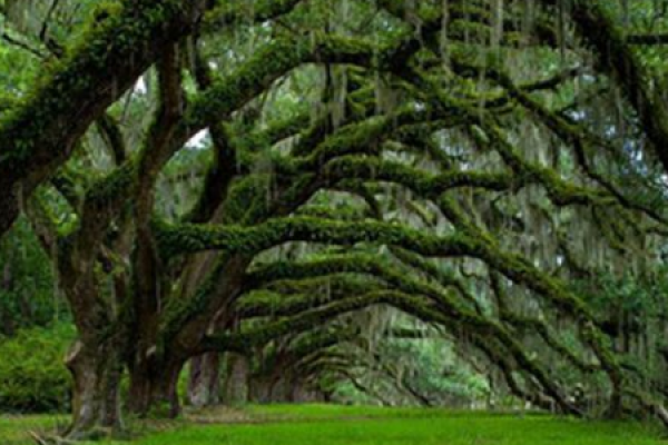 Oak tree