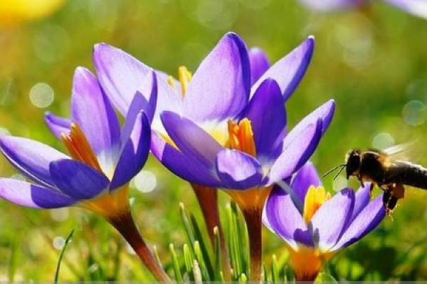 Purple Crocus