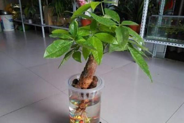 fortune tree