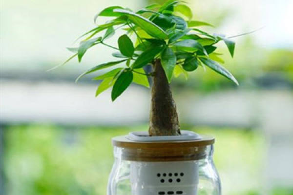 fortune tree