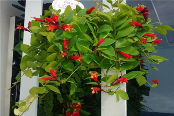 lipstick Chlorophytum