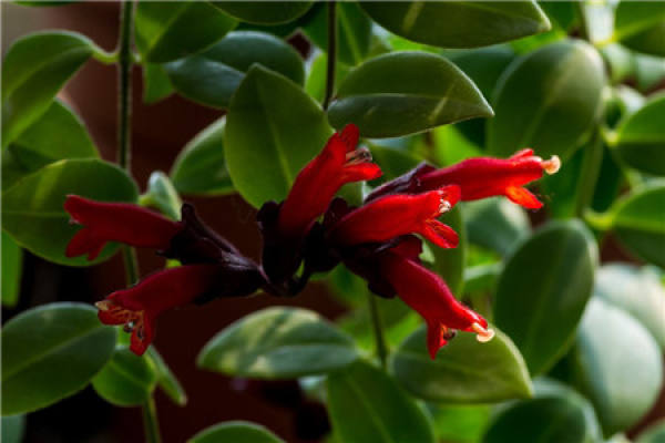 lipstick Chlorophytum