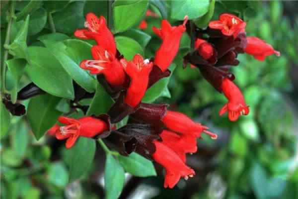 Lipstick Chlorophytum