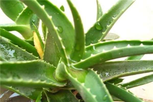 Aloe