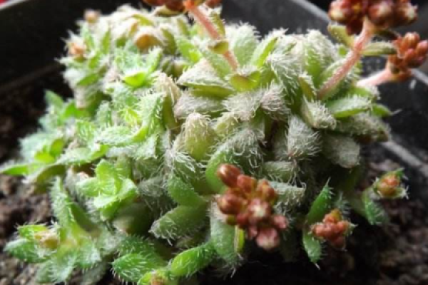 hairy star