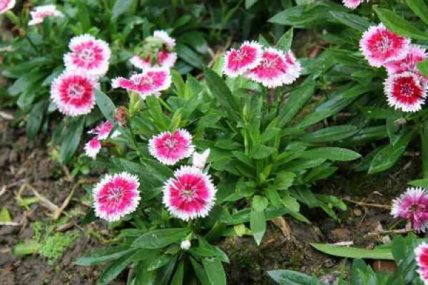 American carnation
