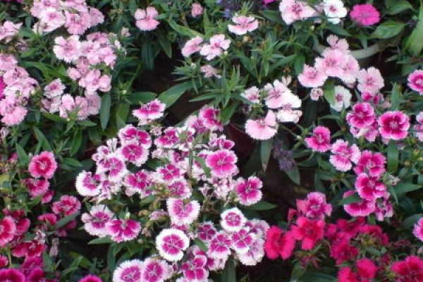 American pink