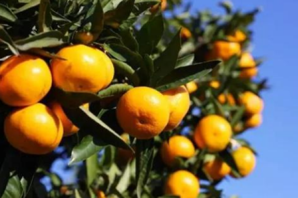 Mandarin