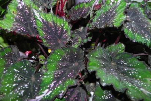 Begonia Rex
