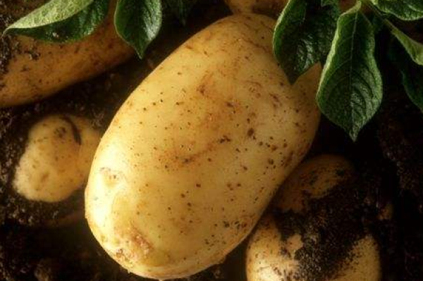 Potato