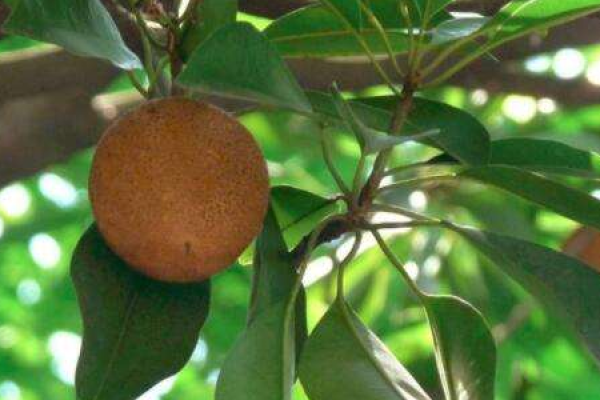 Sapodilla