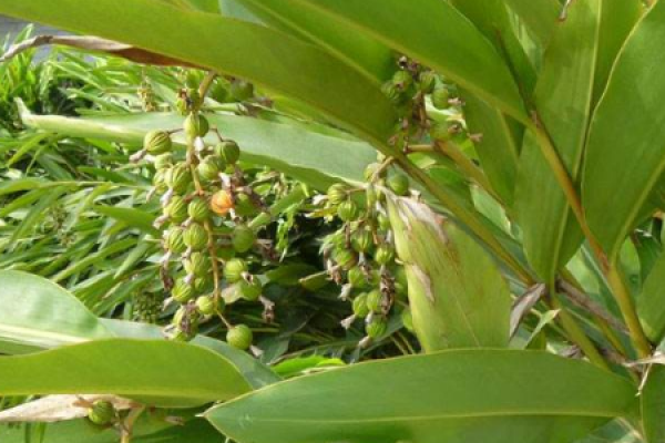 Fructus Amomi