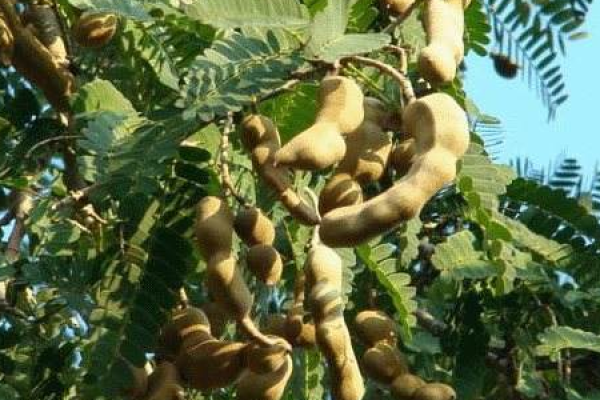 Sour Horn