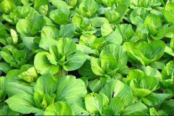 vegetable