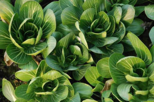 Green vegetables