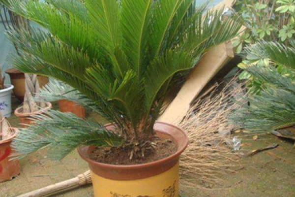 Cycas