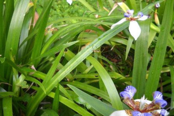 Brazilian iris
