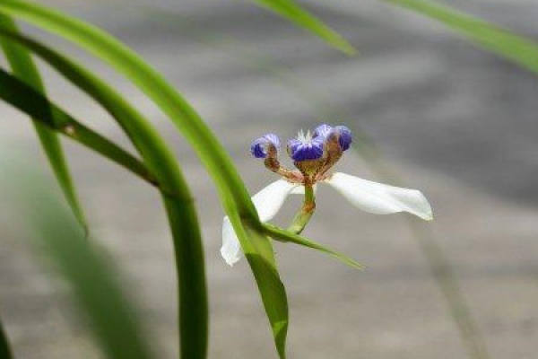 Brazilian iris