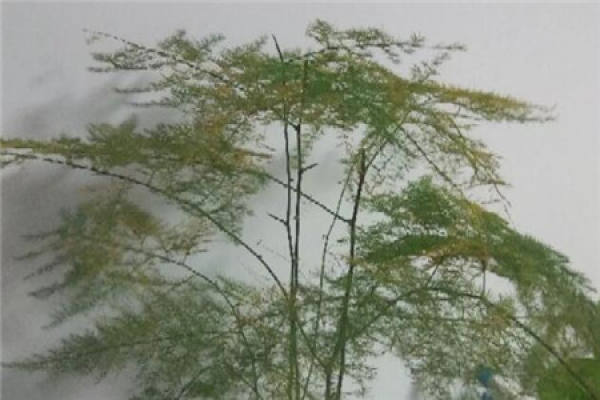 Fortune Tree