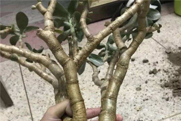 Fortune Tree