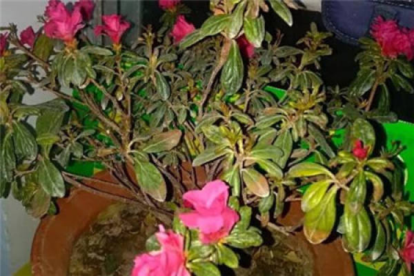 Fortune Tree