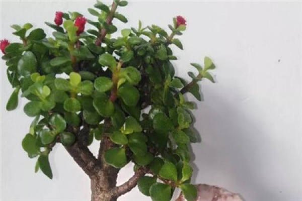 Fortune Tree
